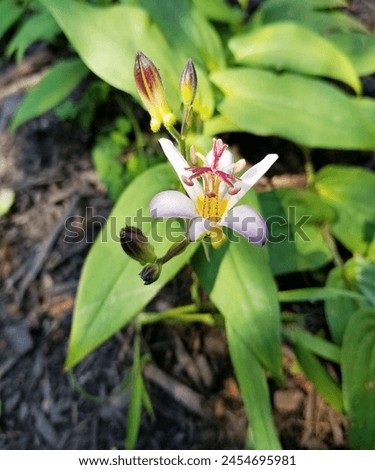 Japanese Tricyrtis hirta, the toad lily or hairy toad lily flower