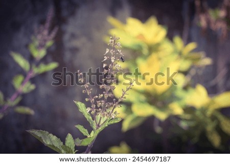 Fresh Basil Flower Plant Close Up Spice Tree Green Color Photo Background. beautiful picture thulasi its a medicinal plant its also a holy plant its grown for medicinal and spiritual purposes.