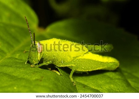 Beautiful grasshopper extreme close up landscape shot while eating leaf.