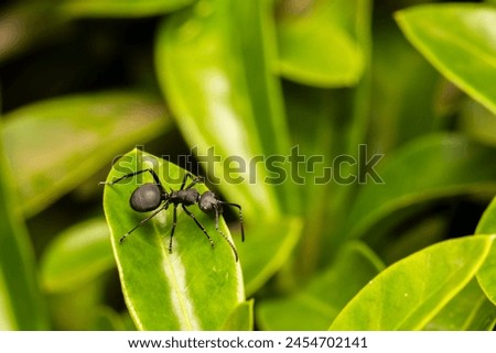 Landscape shot of ant seating in the leaf.