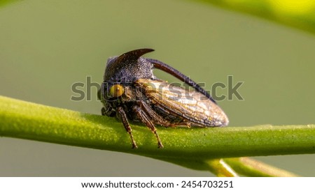 Tree hopper resting on the very small branch of plant or tree.