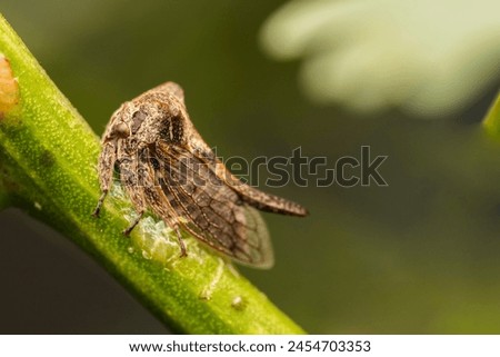 Tiny little treehopper resting on the very small branch of plant or tree.