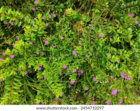 Taiwan beauty or Cuphea hyssopifolia,  Mexican heather, Hawaiian heather or fairy herb, is a small evergreen shrub native to Mexico, Guatemala, and Honduras

 Royalty-Free Stock Photo #2454710297