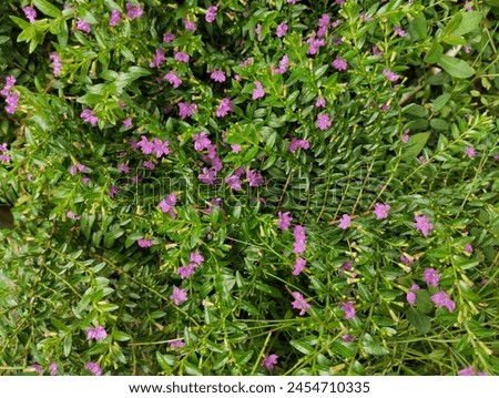 Taiwan beauty or Cuphea hyssopifolia,  Mexican heather, Hawaiian heather or fairy herb, is a small evergreen shrub native to Mexico, Guatemala, and Honduras

 Royalty-Free Stock Photo #2454710335