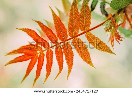 Colorful autumn leaves in the forest. Selective focus, shallow depth of field.