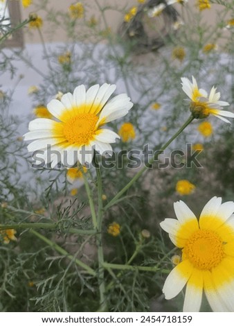 Bellis perennis, the daisy, is a European species of the family Asteraceae, often considered the archetypal species of the name daisy. To distinguish this species from other plants known as daisies. Royalty-Free Stock Photo #2454718159