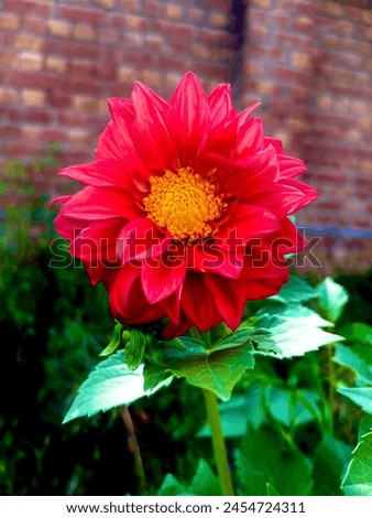 Dahlia Pinnata is a species in the genus Dahlia, family Asteraceae, with the common name garden dahlia. It is the type species of the genus and is widely cultivated.