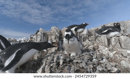Antarctica Gentoo Penguin Fight For Pebble Nest. South Pole Bird Family Colony Sit Egg on Rock Background. Arctic Winter Wildlife Funny Love Habit Static