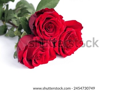 Beautiful red roses on a white background with space for copy