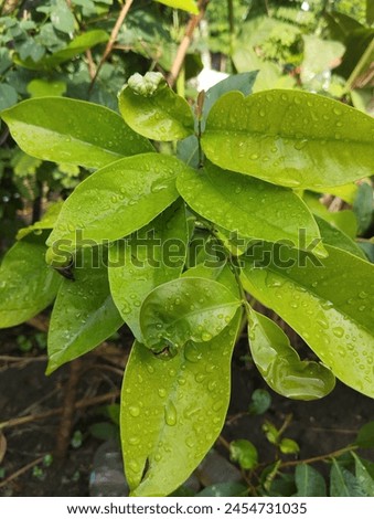green leaf wallpaper | in the photo after the rain ☔ 