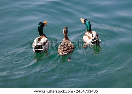 three duck swimming on lake