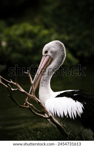 Australian Pelican closeup photo HD Royalty-Free Stock Photo #2454731613