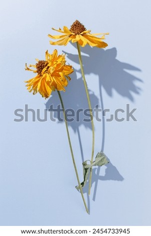 Floral minimal pattern, dried yellow flowers on blue background, beautiful shadow from sunlight. Autumn seasonal blossoms top view. Nature design still life, aesthetic flat lay photo pastel color