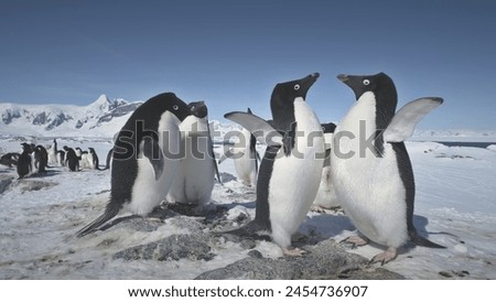 Battle Of Two Penguins. Fight In Close-up View. Antarctica Polar Landscape. Adelie Penguins Colony On Snow Covered Land. Instincts Of Wild Animals. Mighty Antarctic Mountains Background. 4k Footage.