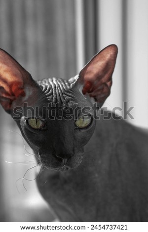 gray Sphynx cat looking at you