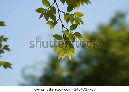 Branches and leaves of Chinese hackberry Nettle tree (Celtis sinensis ) Royalty-Free Stock Photo #2454737787