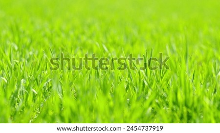 Agriculture farm concept. Growing agriculture crops after winter. Field of young wheat or barley and rye. Pan. Royalty-Free Stock Photo #2454737919