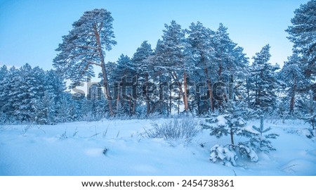 Low temperatures create a chilling atmosphere. The landscape turns into a winter wonderland. The trees are covered with a blanket of pure white snow.