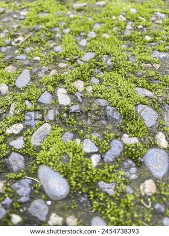 green moss on the road