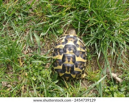 A beautiful little colorful turtle on a walk for food Royalty-Free Stock Photo #2454739129
