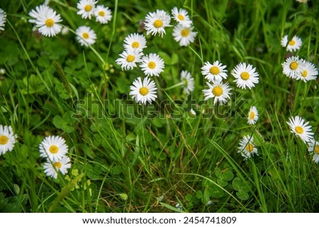 Panoramic image of a group of blossoming daisies in the garden