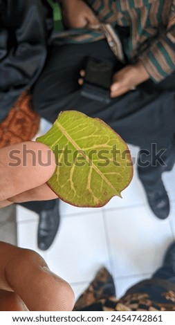 green, beautiful leaves that are cut 