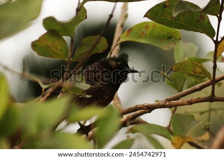 Close up picture of Red vented bulbul.Red Vented Bulbul singing sitting on the branch.Red vented bulbul photography.