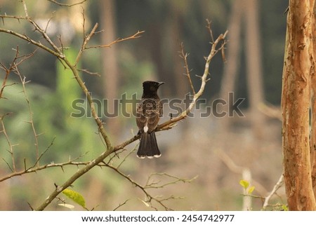 Close up picture of Red vented bulbul.Red Vented Bulbul singing sitting on the branch.Red vented bulbul photography.