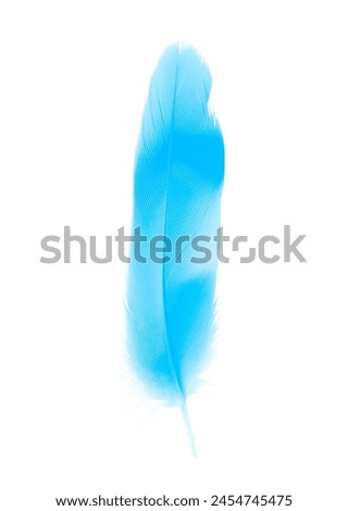 feather pastel color blue isolated on white background