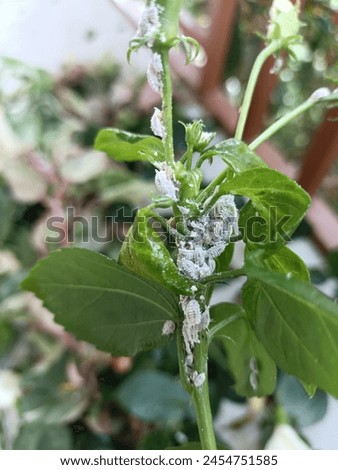 Mealybug  is a sucking insect in the order Hemiptera, family Pseudococcidae.  Royalty-Free Stock Photo #2454751585
