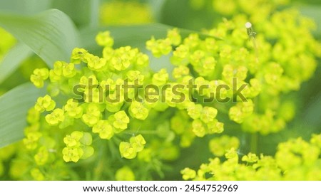 Cypress spurge or euphorbia cyparissias. Succulent poisonous plant known as leafy spurge. Close up. Royalty-Free Stock Photo #2454752969