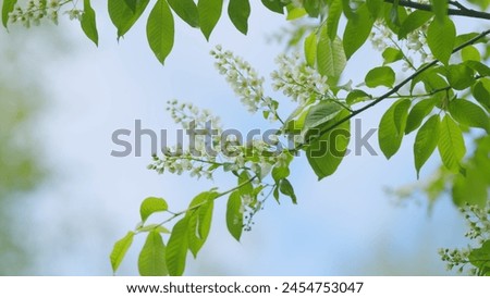 Flowering plant hackberry or hagberry in the rose family. Flowers of bird cherry or prunus padus in spring. Slow motion. Royalty-Free Stock Photo #2454753047