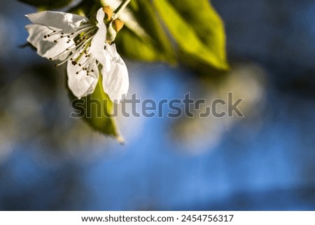 Many white blossoms on the branch of a cherry tree "sunburst" or prunus avium on a blurred background. Selective focus and good negative spave