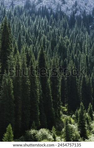 landscape with a beautiful green fir spruce forests in summer the Tien Shan mountains in Kazakhstan