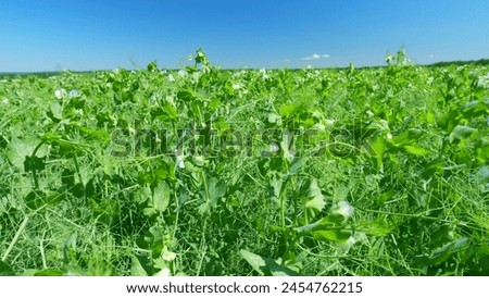 White pea flowers are swaying in the summer day. Flowering legumes. Clear summer day. Wide shot.