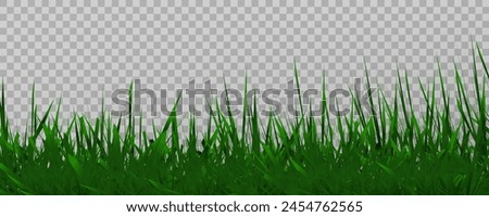 Grass border, vector illustration. Vector grass, lawn. Grass png, lawn png. Green grass with sun glare.