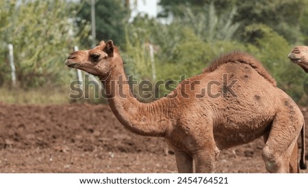 Beautiful picture of Camel . Baby camel photography.