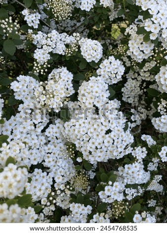 Beautiful Gypsophila paniculata im deutschen Garten
 Royalty-Free Stock Photo #2454768535