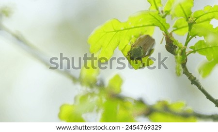 Maybug on an oak tree and eating young leaves. Family scarabaeidae. Close up. Royalty-Free Stock Photo #2454769329