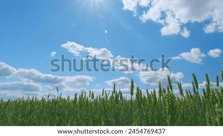 Beautiful blue sky in countryside over a field of wheat. Agricultural field of yellow green barley wheat in strong wind. Wide shot.