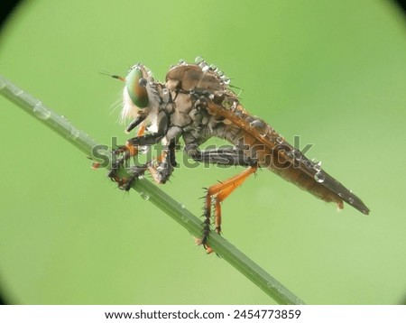 robber fly, robber fly with water droplets on the body Royalty-Free Stock Photo #2454773859