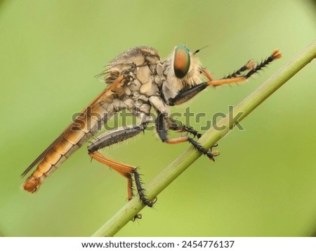 robber fly, robber fly who is cleaning his hands Royalty-Free Stock Photo #2454776137