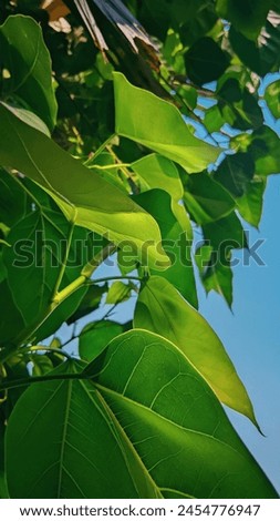 "A very unique and beautiful picture taken up close of a tree with green leaves."