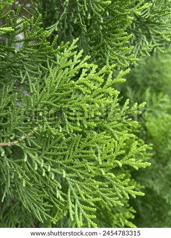 Daun Cemara - Fresh Green Pine Leaves