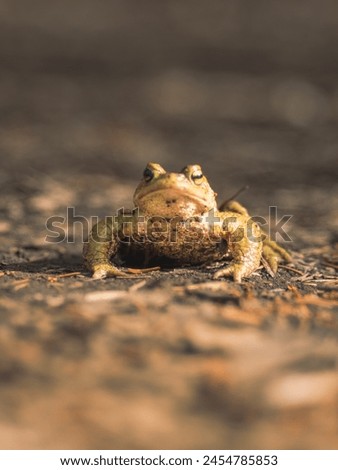 As the sun sets over Licu-Langu, a frog emerges from its hidden alcove, its croak a timeless anthem to the cliffs' ancient allure. Royalty-Free Stock Photo #2454785853