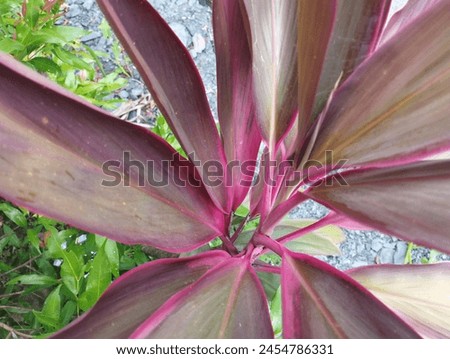 croton leaves are an ornamental plant, they come in various colors, the ones in the picture are purplish red mixed with a little green Royalty-Free Stock Photo #2454786331