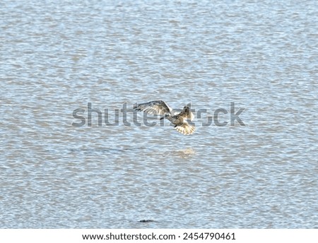A young gull is landing in the sea Royalty-Free Stock Photo #2454790461