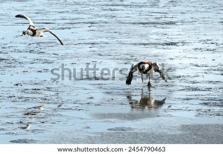 Being chased off the beach from another male Royalty-Free Stock Photo #2454790463