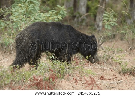 "Behold the gentle giant, a Sloth Bear, amidst the sprawling grasslands of the Wild National Park. This captivating image captures the serenity of nature's beauty."






