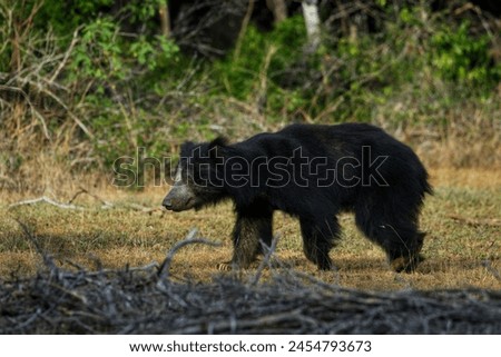 "In the heart of the wilderness, discover the tranquil haven of a Sloth Bear on the grassy ground. This serene image encapsulates the essence of untamed beauty."







